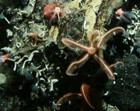 Brittle-star 'city' discovered on underwater mountain