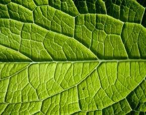 'Self-digesting' biofuel plants could ease food crisis