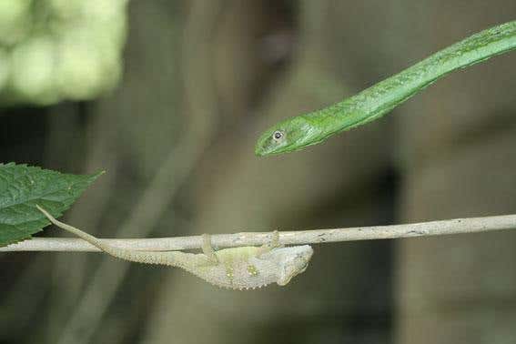 The venomous Boomslang has poorer colour vision than the shrike, and so produced less vivid changes in the chameleons' camouflage