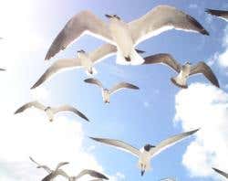 New Scientist. Science news and long reads from expert journalists, covering developments in science, technology, health and the environment on the website and the magazine.