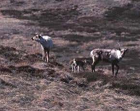 Baby caribou hit by climate double whammy