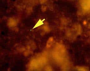 Huge hidden biomass lives deep beneath the oceans