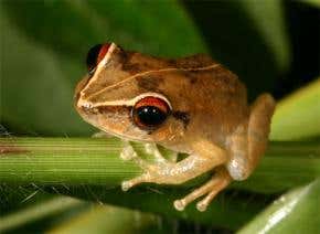 Incredible shrinking frogs: The price of deforestation?