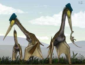 Giant pterosaurs stalked baby dinos 'like storks'