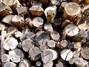 Burying biomass to fight climate change