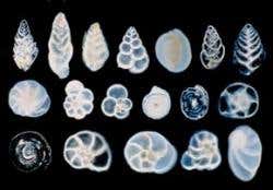 New Scientist. Science news and long reads from expert journalists, covering developments in science, technology, health and the environment on the website and the magazine.