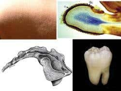 New Scientist. Science news and long reads from expert journalists, covering developments in science, technology, health and the environment on the website and the magazine.