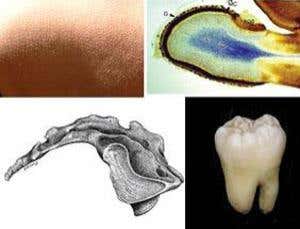 Vestigial organs: Remnants of evolution