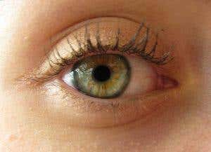 Why blind brains never stop seeing