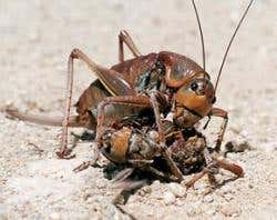 New Scientist. Science news and long reads from expert journalists, covering developments in science, technology, health and the environment on the website and the magazine.