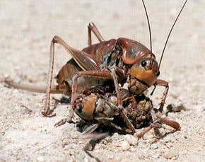 Locust swarms are driven by salt and cannibalism