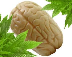 Heavy cannabis use linked to smaller brain parts