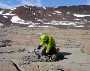 Pre-dinosaur era burrow discovered in Antarctica