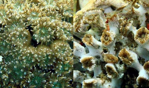 Corals were healthy in