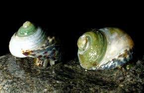 Acidic 'champagne sea' nothing to celebrate for corals