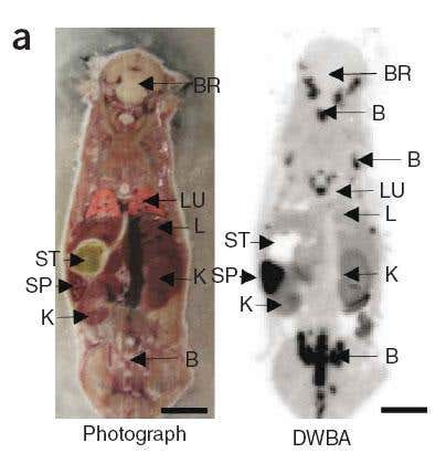 The new system (right) reveals the immune system more clearly than other methods of imaging (SP = spleen) 