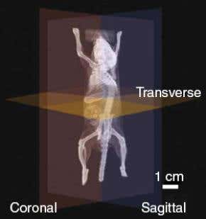 Tagging cells reveals the immune system in action