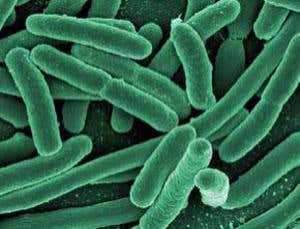 Bacteria make major evolutionary shift in the lab