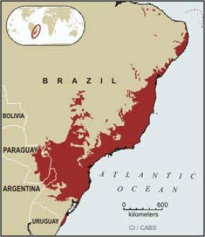 How long does it take a rainforest to regenerate?