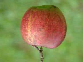 Would an antimatter apple fall up?