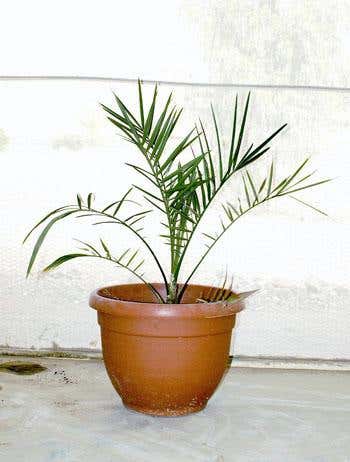 After thousands of years in the ground, the date palm can at last reach for the sky