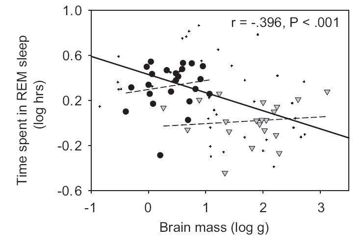 When rodents (circles) are compared with primates (triangles), it seems that animals with bigger brains need less REM sleep. But when evolutionary links are controlled for this relationship disappears 