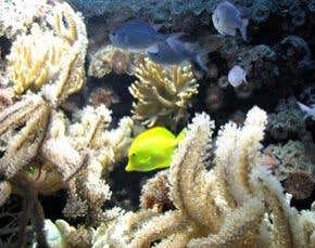 How many species live in the sea?