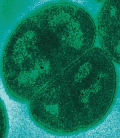 Deinococcus radiodurans' ability to withstand radiation may be a side effect of its ability to survive severe dehydration, which also fragments DNA 