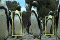 Smart camera keeps an eye on endangered penguins