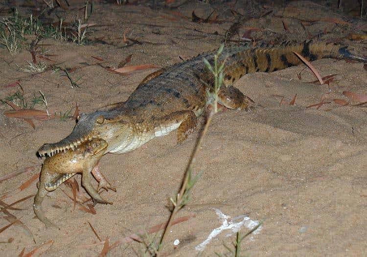 New Scientist. Science news and long reads from expert journalists, covering developments in science, technology, health and the environment on the website and the magazine.