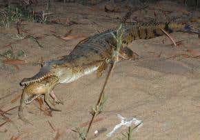 Australian crocs hit by cane toad 'wave of death'