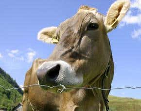 Can a cow hormone help save the environment?