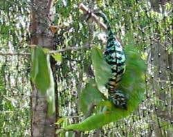 When females do not want to mate, they darken their skin and – as shown here – can bite males to fend them off