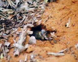 A female with a radio-transmitter digs a nest to lay her eggs before she dies