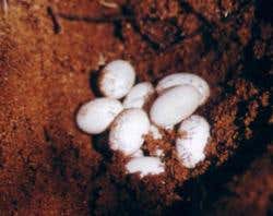 The chameleons spend two-thirds of their lives as embryos, inside 12mm-long eggs