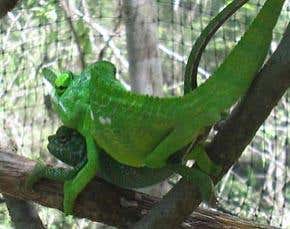 Violent sex means chameleons die young