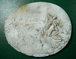 World's oldest embryo found in fossilised fish