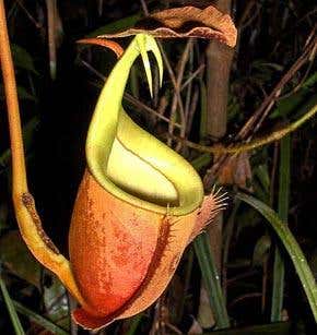 Gotcha! Flesh-eating plants set a wily trap