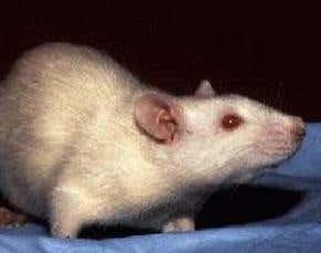 Review: <i>The Animal Research War</i> by P Michael Conn and James V Parker