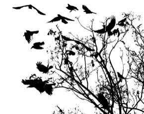 Animals in the wild may hold key to ageing