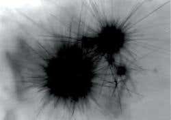 New Scientist. Science news and long reads from expert journalists, covering developments in science, technology, health and the environment on the website and the magazine.