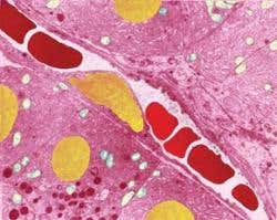 New Scientist. Science news and long reads from expert journalists, covering developments in science, technology, health and the environment on the website and the magazine.