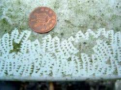 New Scientist. Science news and long reads from expert journalists, covering developments in science, technology, health and the environment on the website and the magazine.