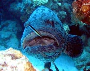 Cleaner fish calms predators with caresses