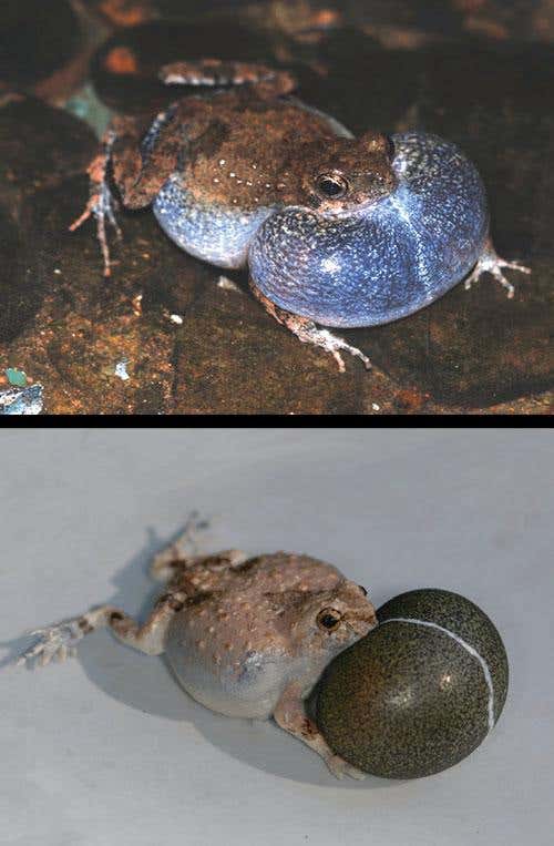 New Scientist. Science news and long reads from expert journalists, covering developments in science, technology, health and the environment on the website and the magazine.