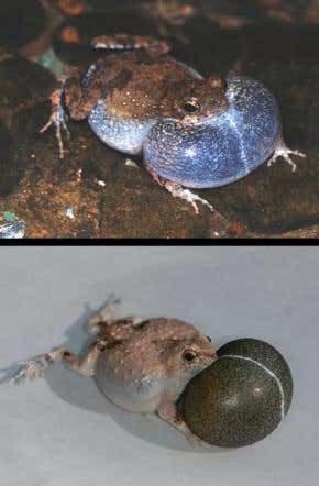 Frog princes woo with a song and a sac