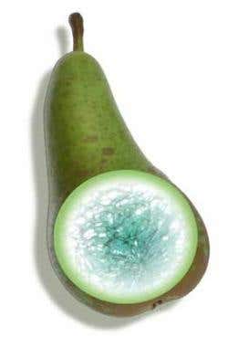 Artist's montage of pear with tomographic 3D structure of air channels