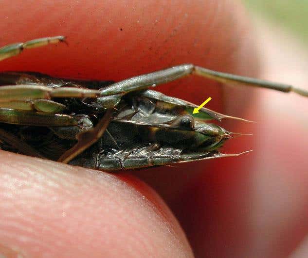 New Scientist. Science news and long reads from expert journalists, covering developments in science, technology, health and the environment on the website and the magazine.