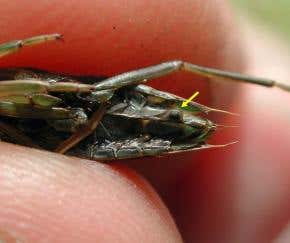 Water fleas 'mail' their eggs from pond to pond