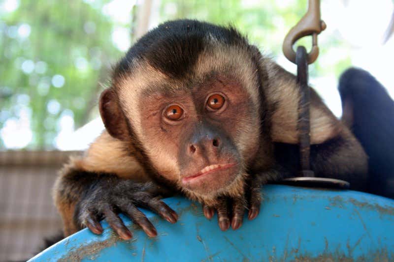 Onion washing gets monkeys in a lather